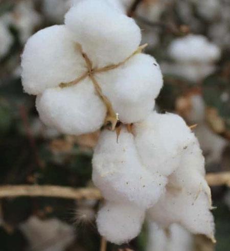 What is ringspun cotton? - Kuzi Tees